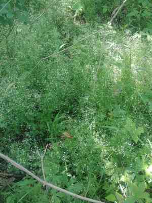 Shining bedstraw(Galium concinnum)