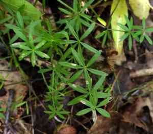 Shining bedstraw(Galium concinnum)