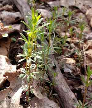 Shining bedstraw(Galium concinnum)