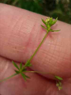 Lamarck's bedstraw(Galium divaricatum)
