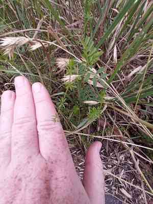 Lamarck's bedstraw(Galium divaricatum)