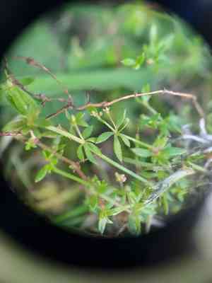 Lamarck's bedstraw(Galium divaricatum)