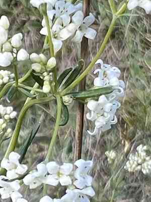 Waxy bedstraw(Galium glaucum)