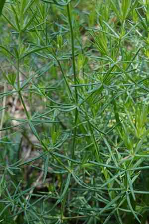Waxy bedstraw(Galium glaucum)