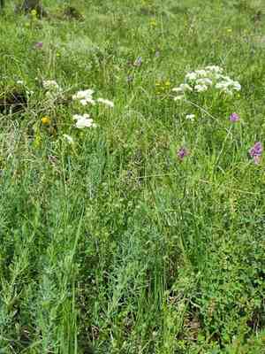 Waxy bedstraw(Galium glaucum)