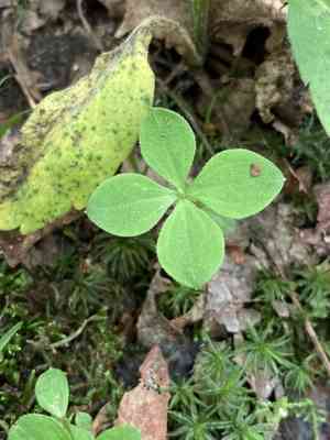 Boreal bedstraw(Galium kamtschaticum)