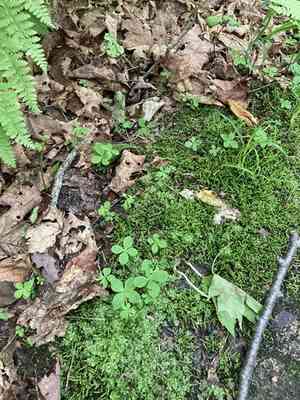 Boreal bedstraw(Galium kamtschaticum)