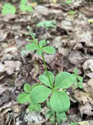 Boreal bedstraw(Galium kamtschaticum)