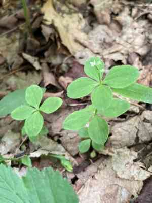 Boreal bedstraw(Galium kamtschaticum)