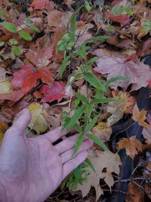 Lanceleaf wild licorice(Galium lanceolatum)