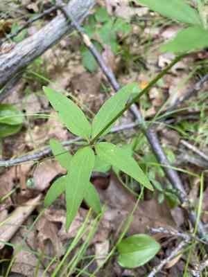 Lanceleaf wild licorice(Galium lanceolatum)