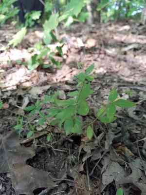 Lanceleaf wild licorice(Galium lanceolatum)