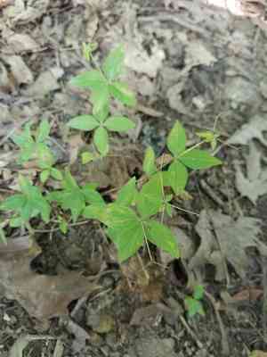 Lanceleaf wild licorice(Galium lanceolatum)