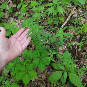 Purple bedstraw(Galium latifolium)