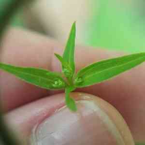 Purple bedstraw(Galium latifolium)