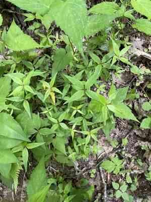 Purple bedstraw(Galium latifolium)