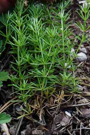 Bedstraw(Galium lucidum)