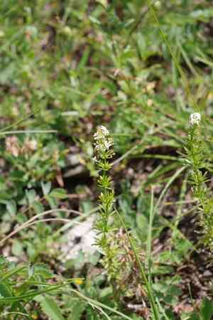 Bedstraw(Galium lucidum)