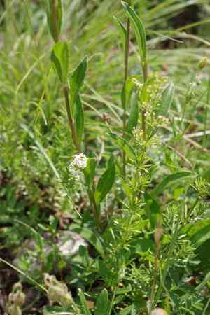 Bedstraw(Galium lucidum)