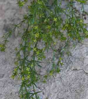 Bracted bedstraw(Galium microphyllum)