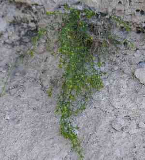 Bracted bedstraw(Galium microphyllum)