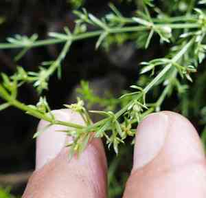 Bracted bedstraw(Galium microphyllum)