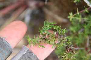 San diego bedstraw(Galium nuttallii)