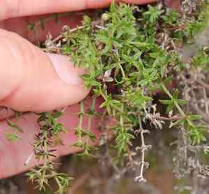 San diego bedstraw(Galium nuttallii)