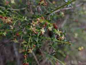 San diego bedstraw(Galium nuttallii)