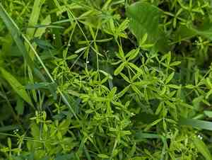 Bluntleaf bedstraw(Galium obtusum)