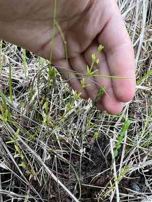 Bluntleaf bedstraw(Galium obtusum)