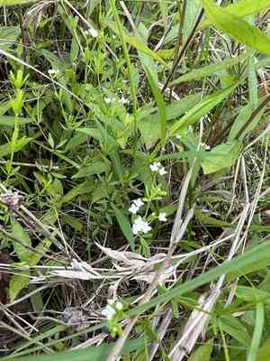 Bluntleaf bedstraw(Galium obtusum)