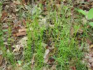 Bluntleaf bedstraw(Galium obtusum)