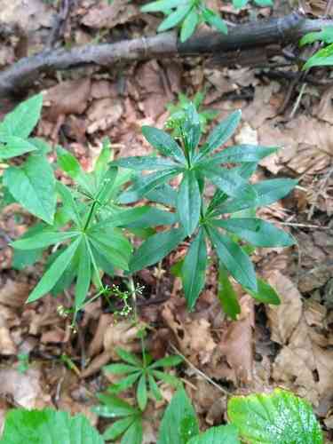 Sweet woodruff(Galium odoratum)