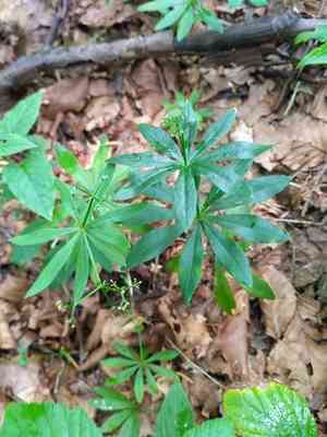 Sweet woodruff(Galium odoratum)