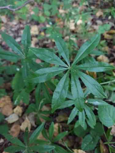 Sweet woodruff(Galium odoratum)