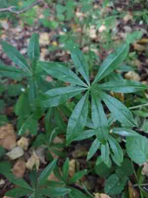 Sweet woodruff(Galium odoratum)