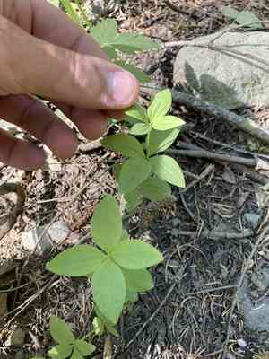 Oregon bedstraw(Galium oreganum)