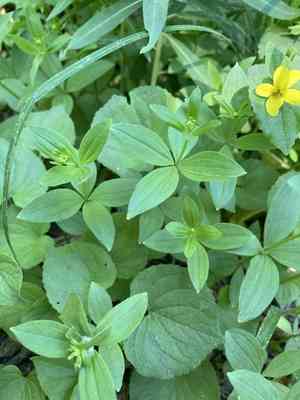 Oregon bedstraw(Galium oreganum)