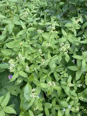 Oregon bedstraw(Galium oreganum)