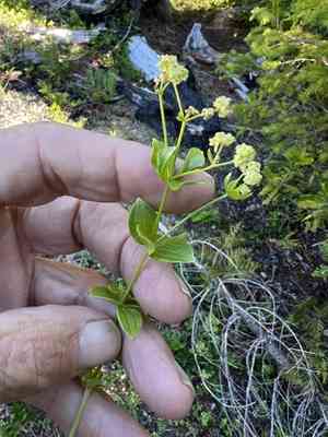 Oregon bedstraw(Galium oreganum)
