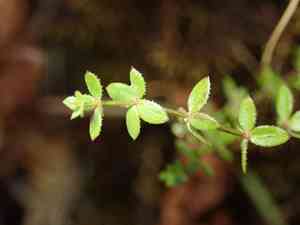 Graceful bedstraw(Galium porrigens)