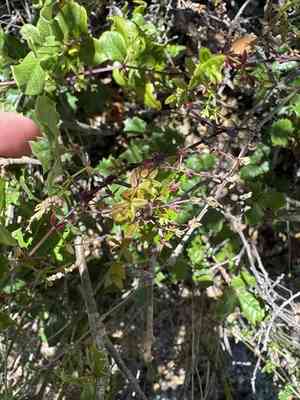 Graceful bedstraw(Galium porrigens)