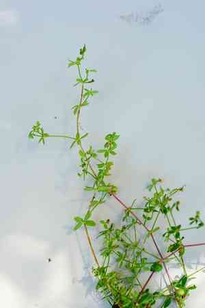 Graceful bedstraw(Galium porrigens)