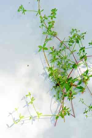 Graceful bedstraw(Galium porrigens)