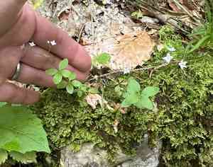 Round-leaved bedstraw(Galium rotundifolium)