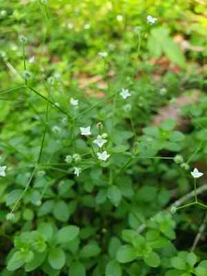 Round-leaved bedstraw(Galium rotundifolium)