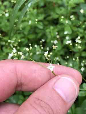 Round-leaved bedstraw(Galium rotundifolium)