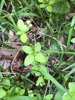 Round-leaved bedstraw(Galium rotundifolium)