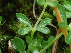 Heath bedstraw(Galium saxatile)